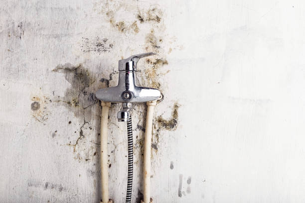 Best DIY Mold Remediation Support Services in Jamestown, ND