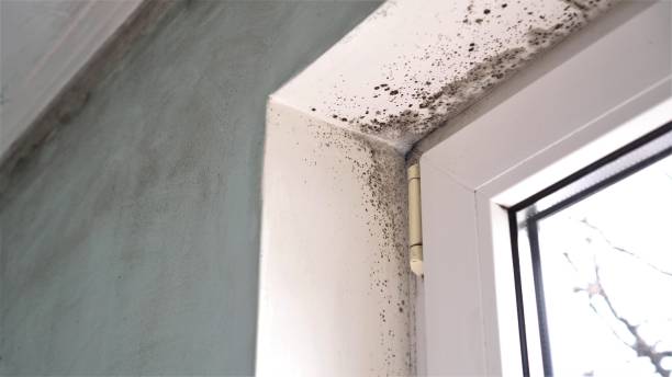 Best Residential Mold Remediation in Jamestown, ND