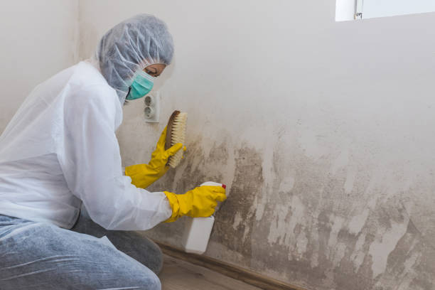 Best Mold Testing and Inspection Services in Jamestown, ND