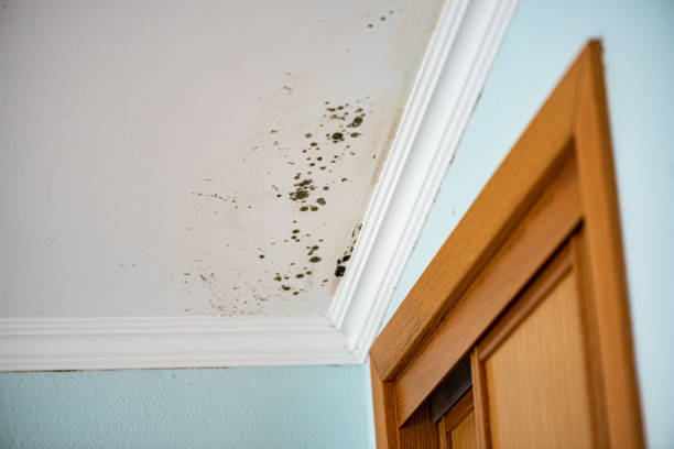 Reliable Jamestown, ND Mold Remediation Solutions