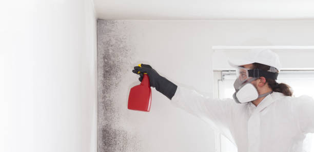 Trusted Jamestown, ND Mold Remediation Experts
