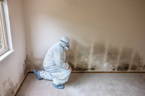 Best Mold Remediation for Specific Building Types in Jamestown, ND