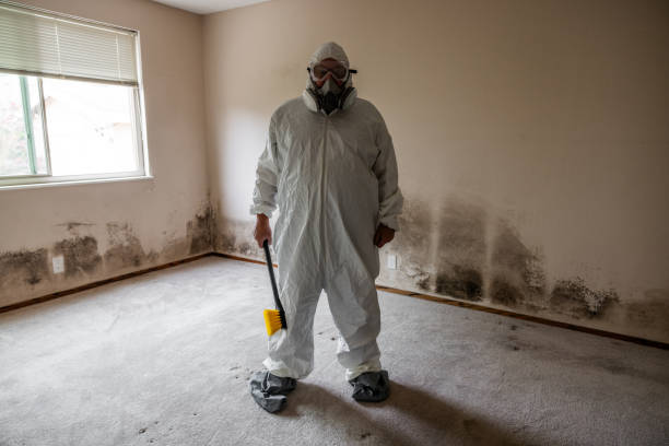 Best Commercial Mold Remediation in Jamestown, ND
