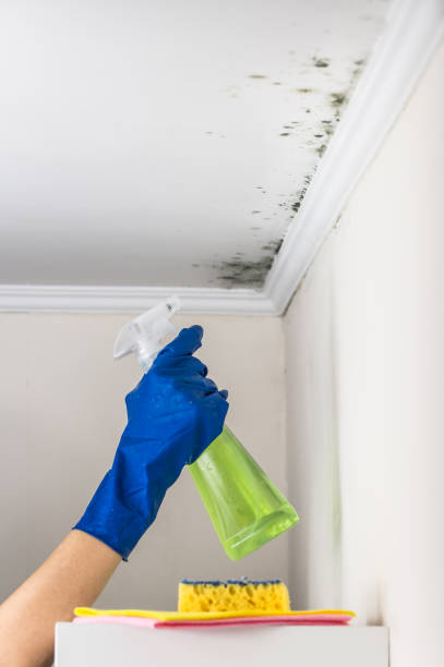 Best Insurance-Related Mold Remediation in Jamestown, ND